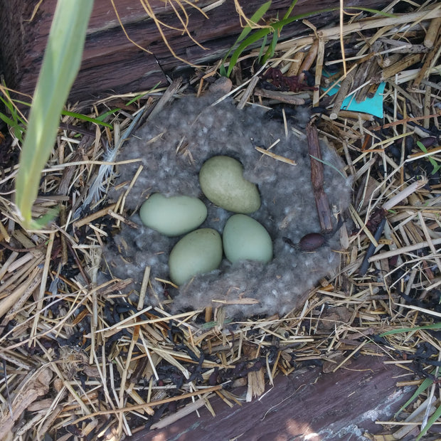 Adopt a nest